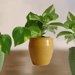 Want a Richer, Happier Home? Follow These Money Plant Vastu Tips Today!
