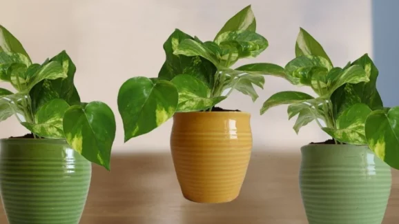 Want a Richer, Happier Home? Follow These Money Plant Vastu Tips Today!