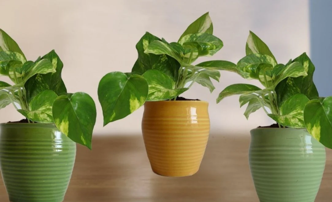 Want a Richer, Happier Home? Follow These Money Plant Vastu Tips Today!