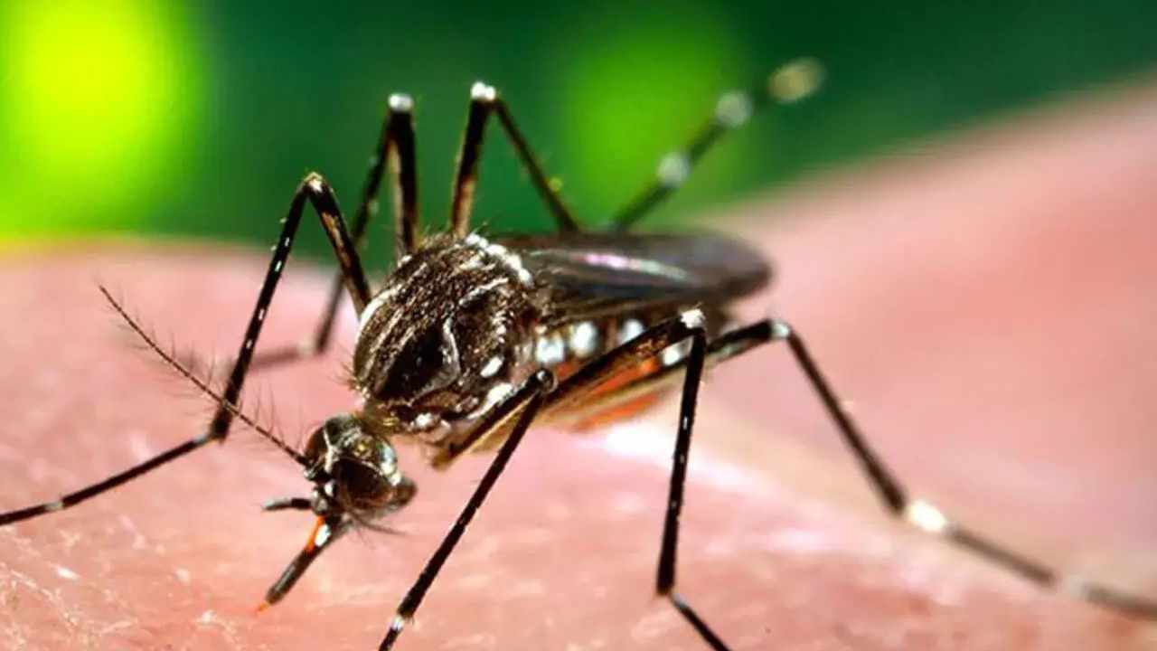 Dengue Alert: Tips to Stay Safe During the Monsoon