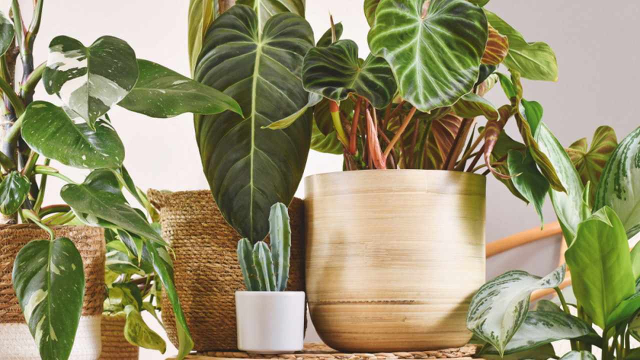 Avoid These Mistakes When Buying Potted Plants for Home