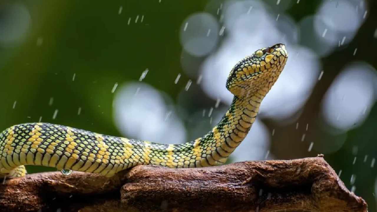 Monsoon Safety: How to Keep Snakes Away from Your Home