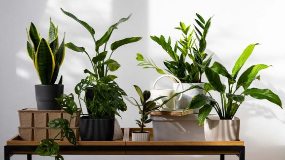 Top 5 Auspicious Plants to Bring in Positive Energy for Your Home Temple