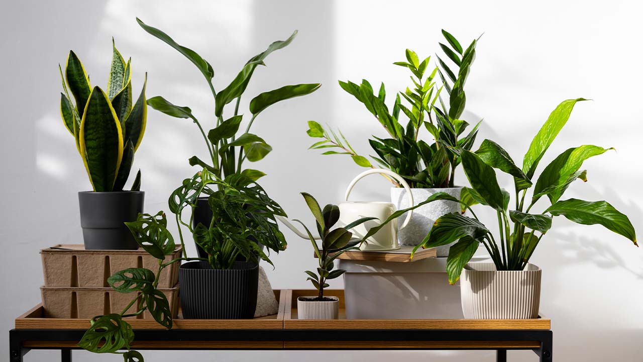 Top 5 Auspicious Plants to Bring in Positive Energy for Your Home Temple