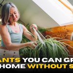 7 Beautiful Plants You Can Grow at Home Without Soil