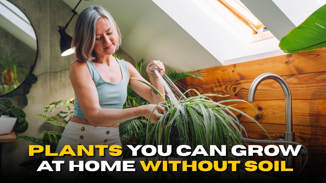 7 Beautiful Plants You Can Grow at Home Without Soil