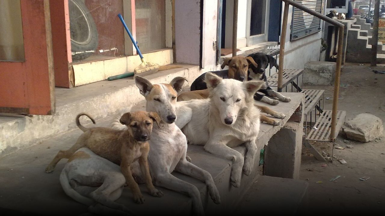 Supreme Court Issues New Order on Stray Dogs: Release After Sterilisation