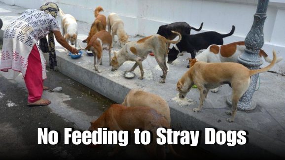 Supreme Court Warns: Feeding Stray Dogs Can Lead to Legal Action