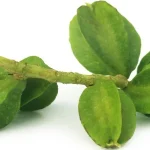 Prevent Heart Attack Naturally with This ₹15 Herb