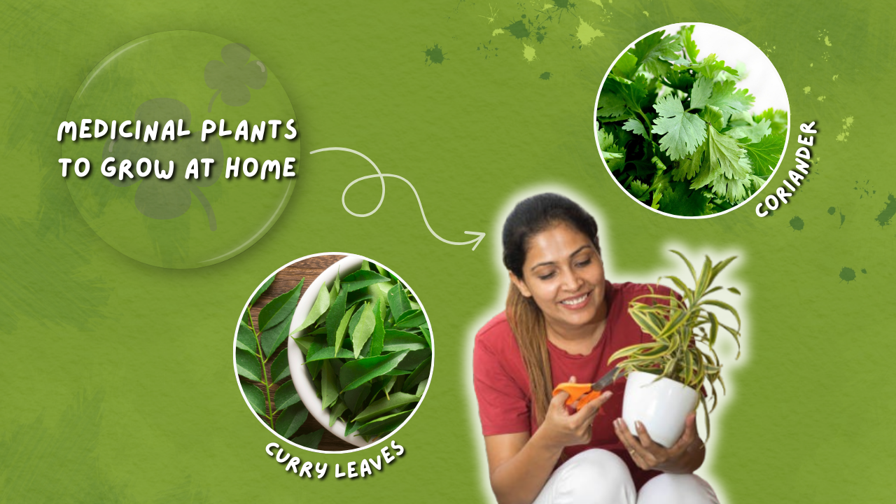 Top 5 Medicinal Plants to Grow at Home During the Rainy Season