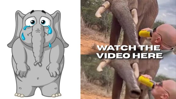 Tourist Criticized for Giving Beer to Elephant: Investigation Underway