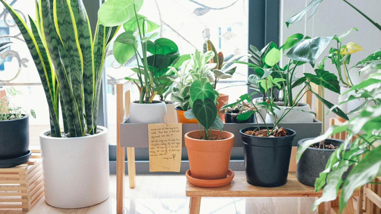 Top 5 Indoor Plants That Help You Sleep Better at Night