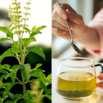 Tulasi vs Green Tea: Which One is Better for Health?