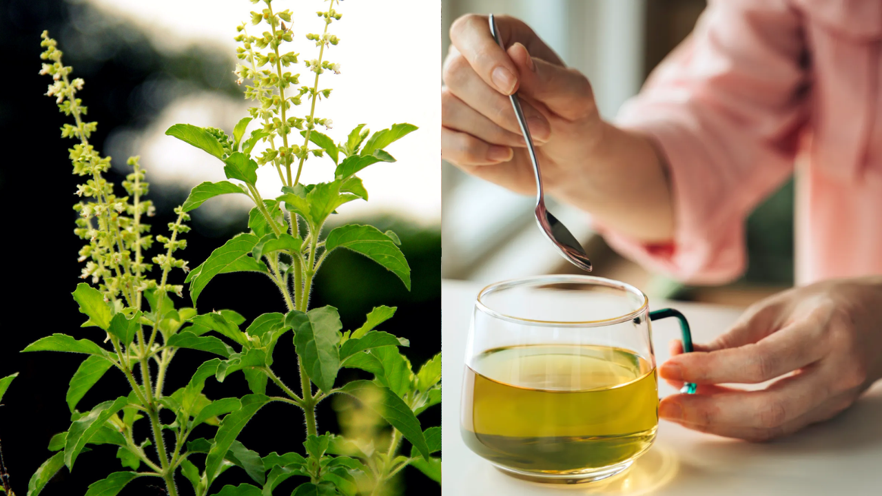 Tulasi vs Green Tea: Which One is Better for Health?
