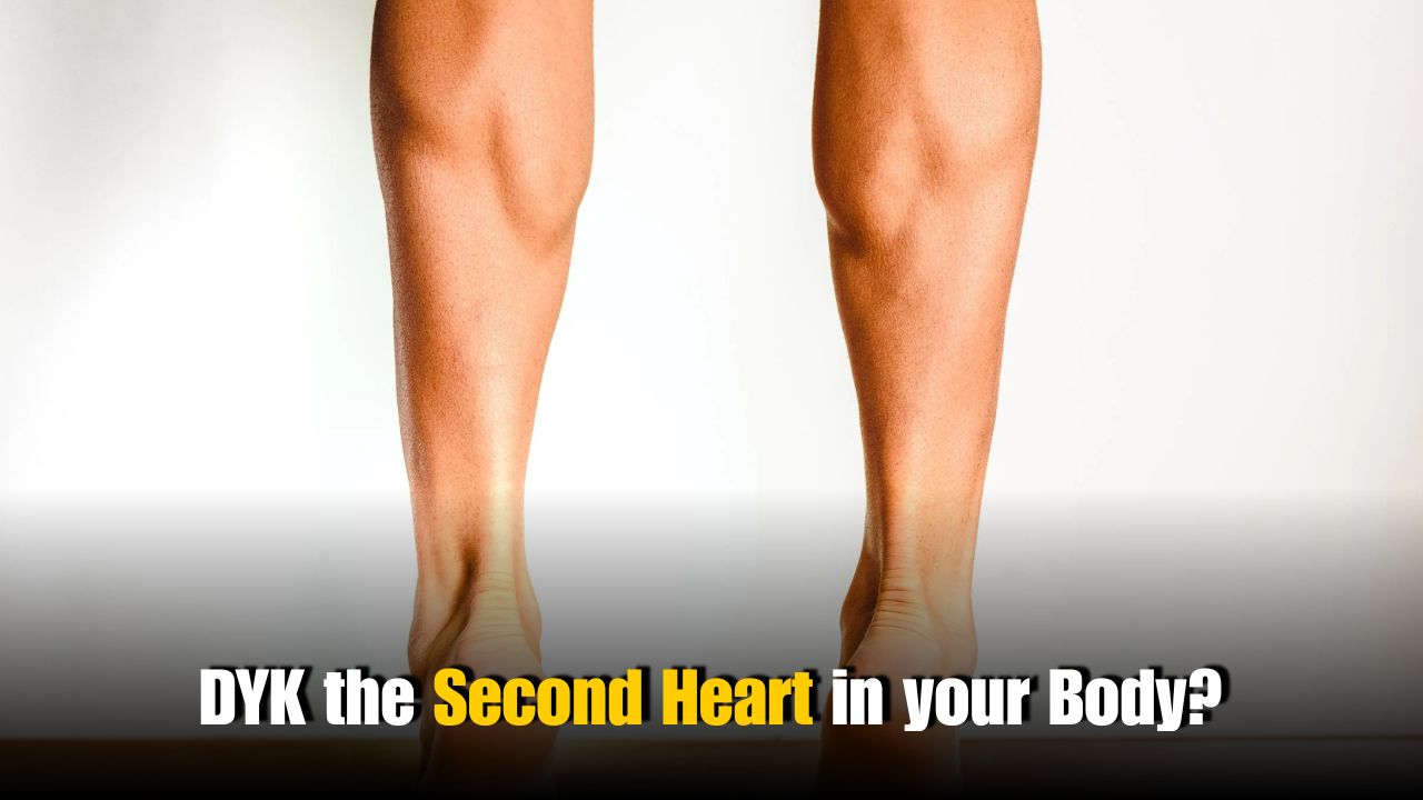 Which Muscle Is the Second Heart? What If You Ignore It?