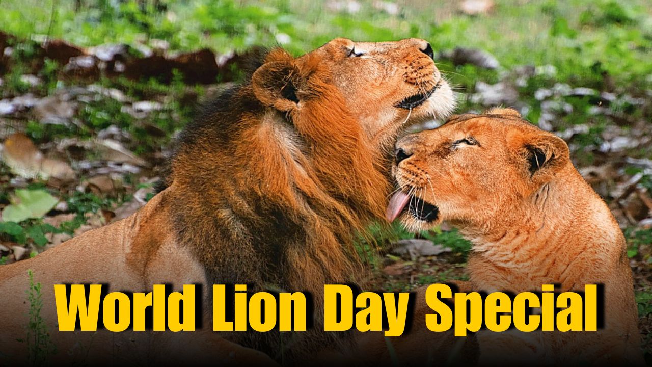 World Lion Day: Vizag Zoo Celebrates Lion Pair’s Progress