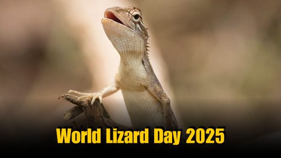 World Lizard Day 2025: Facts about lizards you probably didn’t know