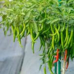 How to Grow Green Chillies Indoors: Tips for a Thriving Home Garden