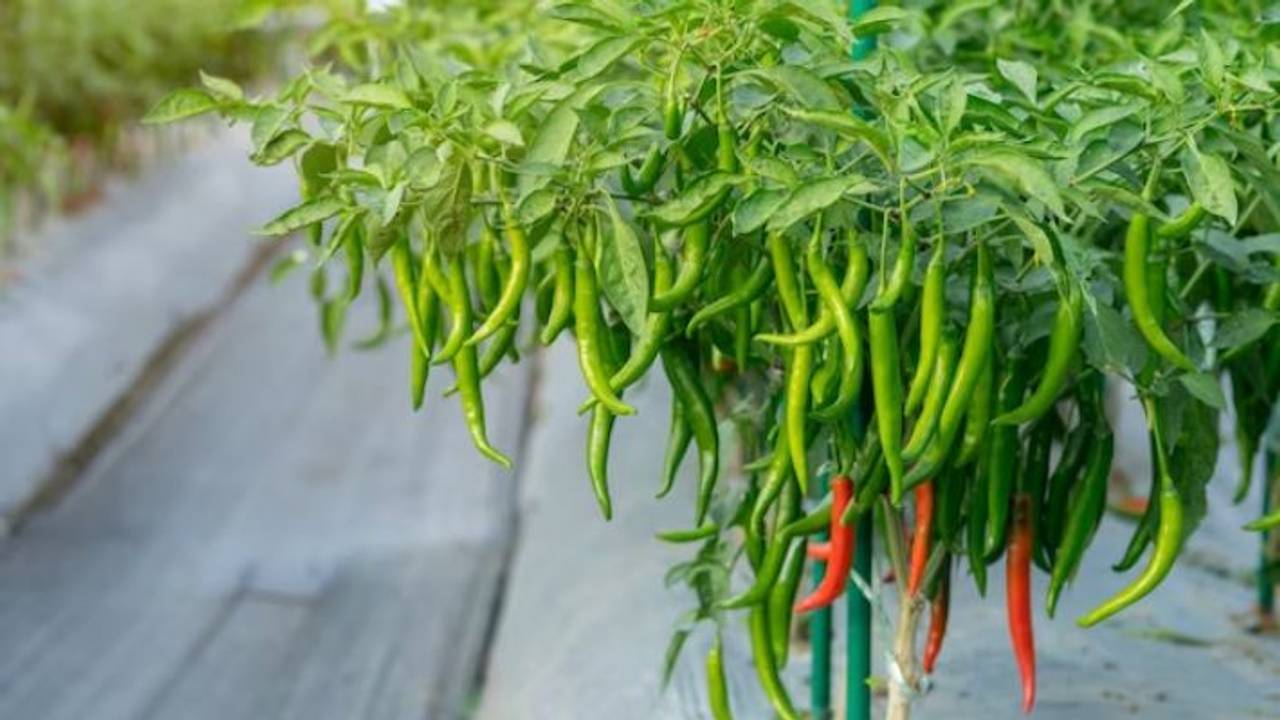 How to Grow Green Chillies Indoors: Tips for a Thriving Home Garden