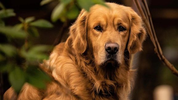 5 Dog Breeds Perfect for First-Time Pet Parents