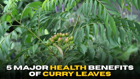 5 Major Health Benefits of Curry Leaves