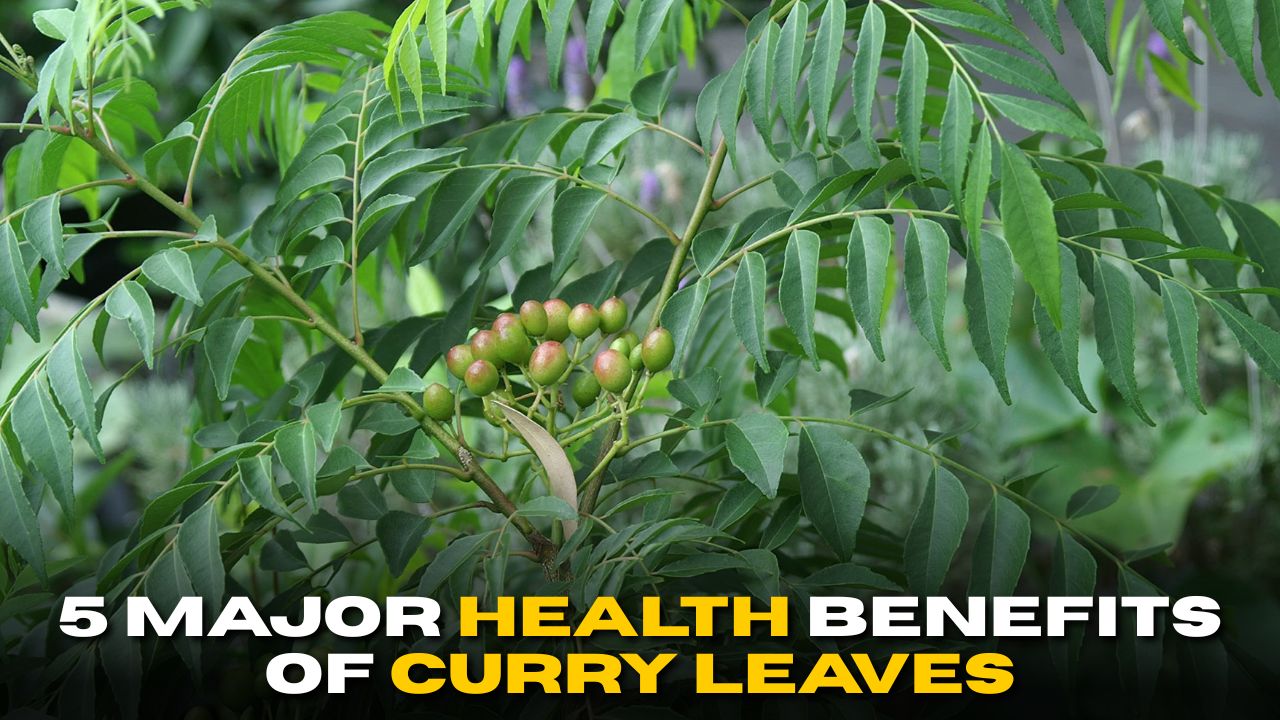 5 Major Health Benefits of Curry Leaves