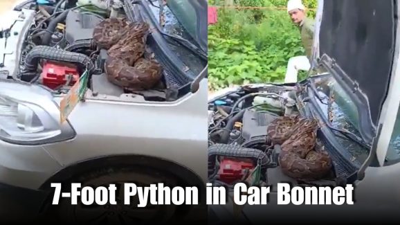 7-Foot Python Found in BJP Leader’s Car Bonnet in UP