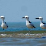 Top 5 Birdwatching Hotspots for Nature Lovers in Hyderabad