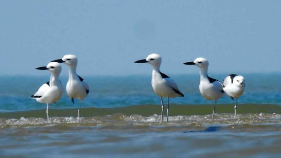 Top 5 Birdwatching Hotspots for Nature Lovers in Hyderabad