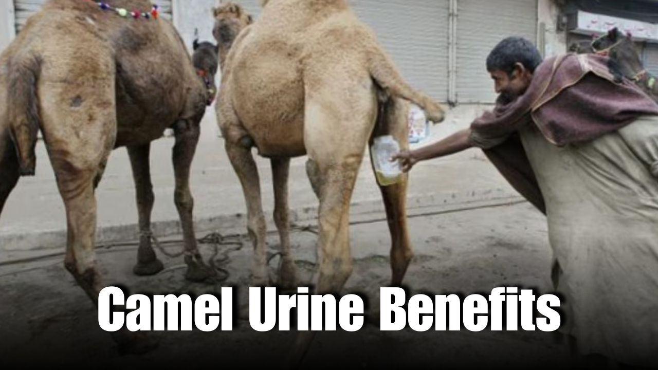 Camel Urine as Traditional Medicine: Facts and Science