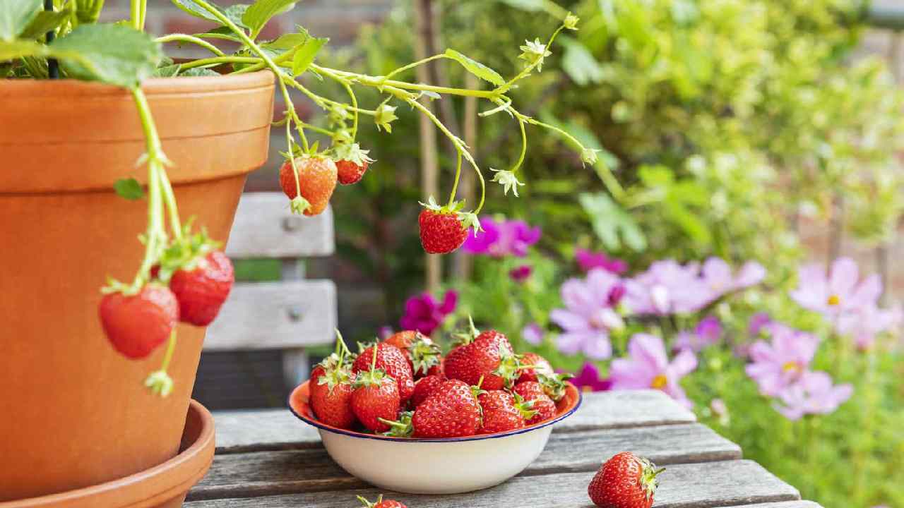 Gardening Tips: Grow Fresh Strawberries at Home in Small Pots
