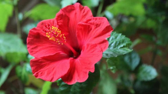 Hibiscus Flowering Tips: How to Get More Blooms on Your Plant