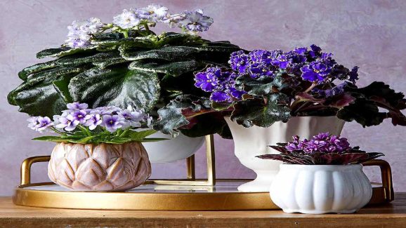 Simple Home Tips to Make Flower Plants Bloom More Beautifully