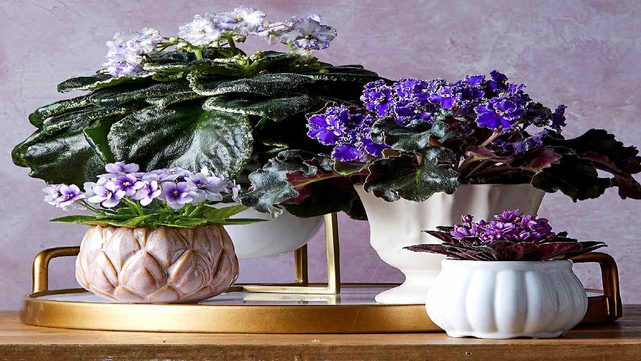 Simple Home Tips to Make Flower Plants Bloom More Beautifully