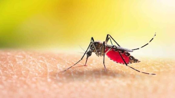 How to Protect Yourself from Dengue Fever: Easy Home Tips