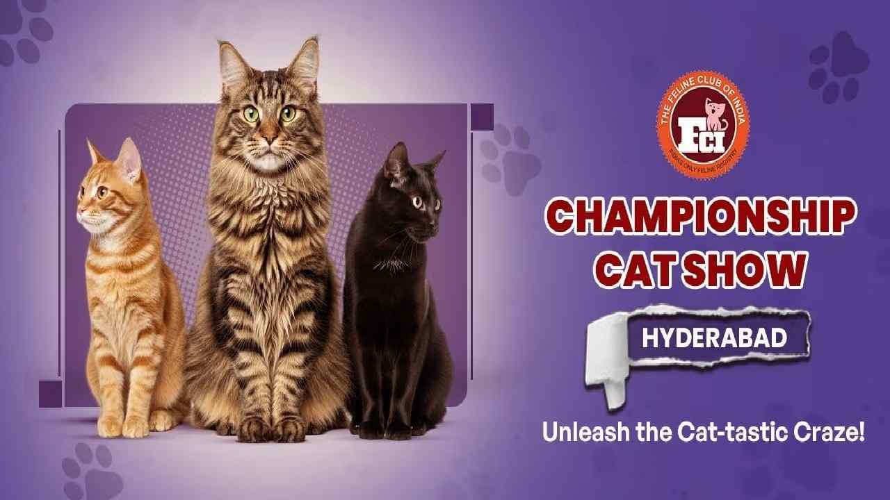 Cat Show 2025 in Hyderabad: All About the Mega Pet Event