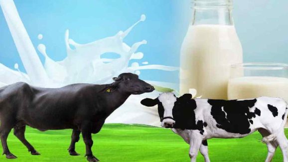 Cow Milk vs Buffalo Milk: Which One Is Better for Health?