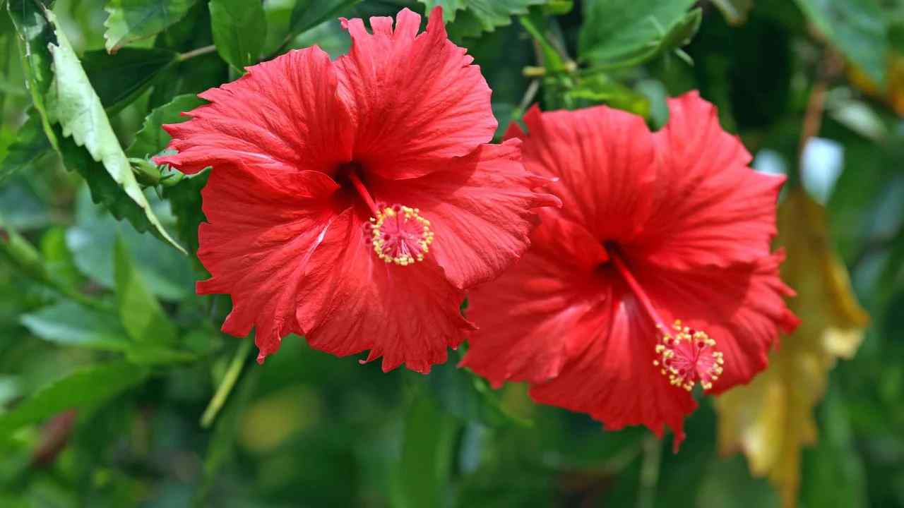 Hibiscus Fall Care: Steps to Ensure Healthy Blooms Next Year