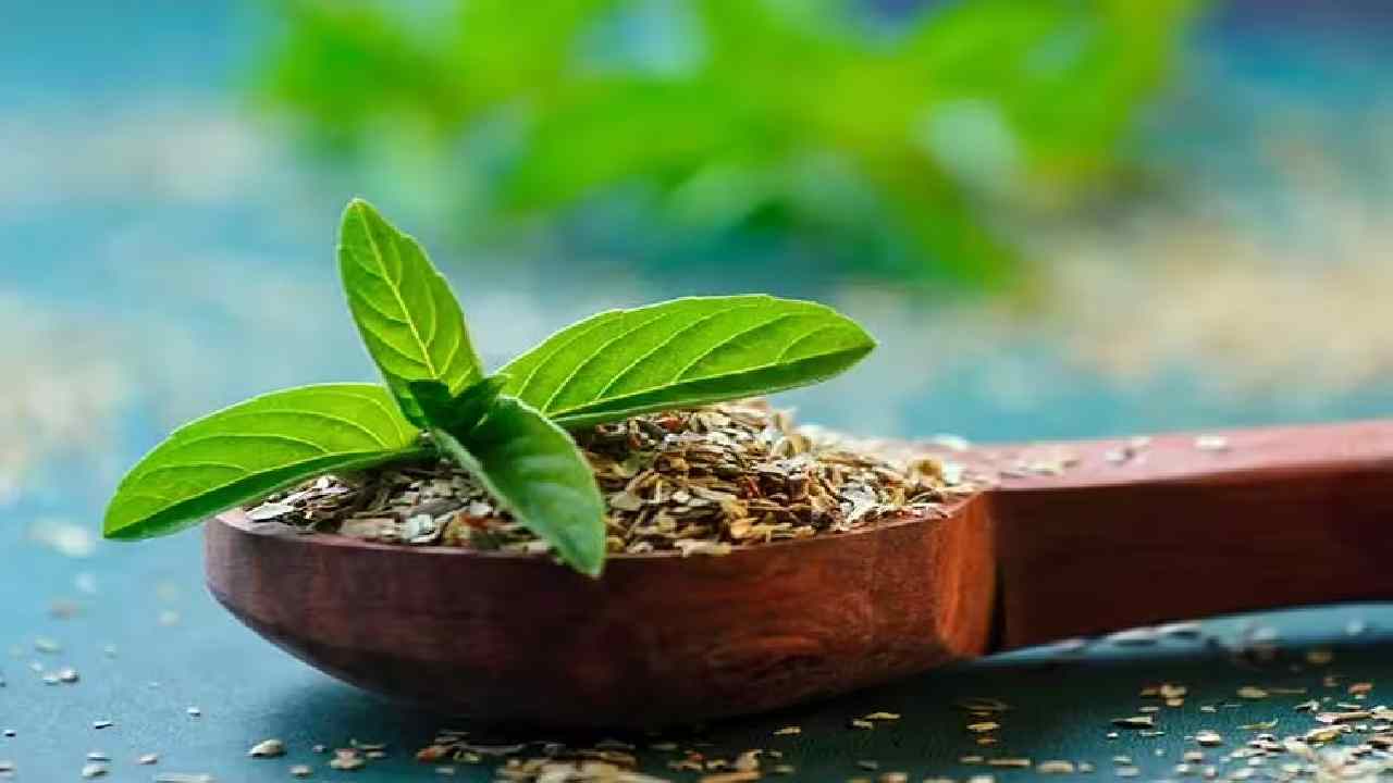Health Benefits of Holy Basil for Cold, Cough, and Immunity