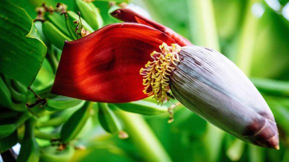 Health Benefits of Banana Flower You Didn’t Know