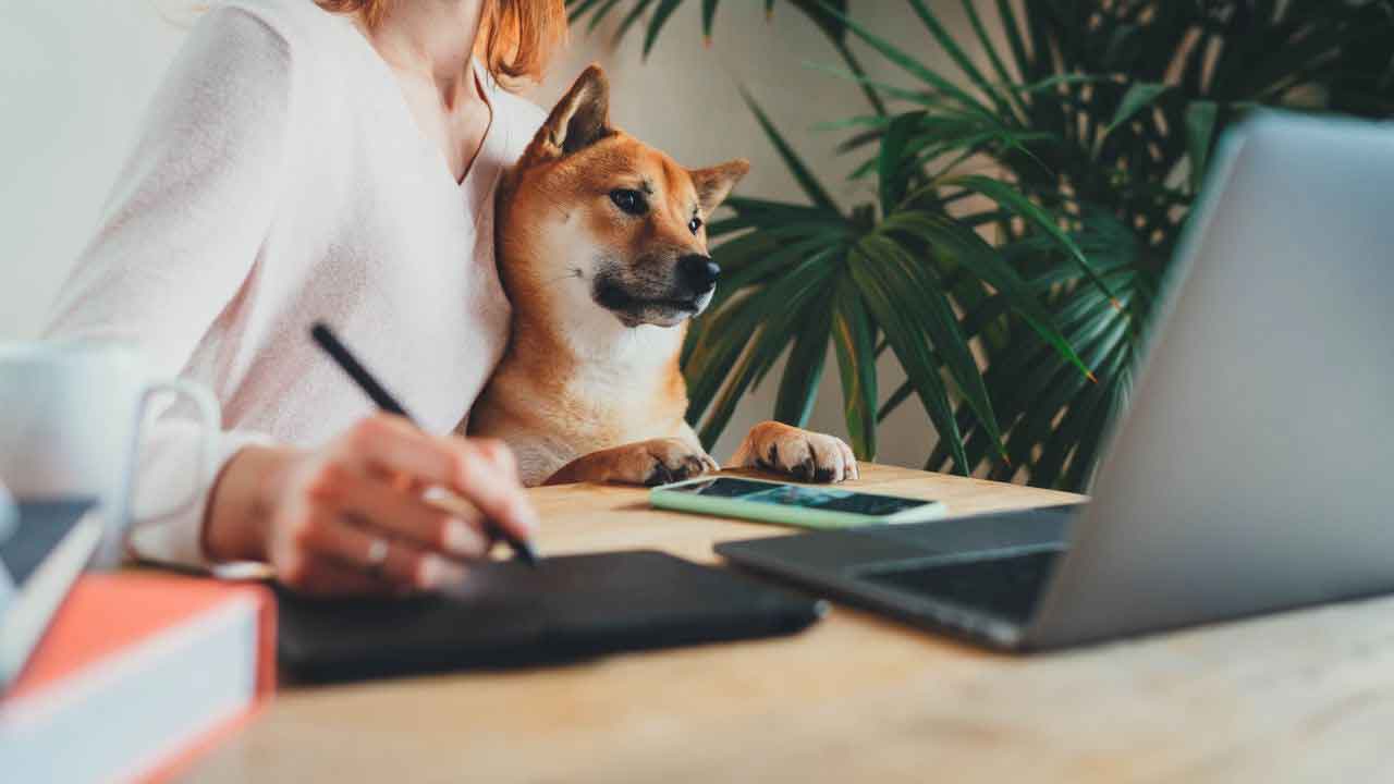 Top 7 Most Profitable Pet Business Ideas in 2025