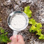 Garden Hack: 5 Genius Ways to Use Baking Soda for Healthier Plants and Fewer Pests