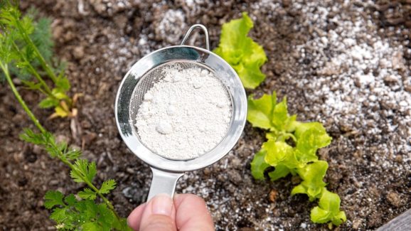 Garden Hack: 5 Genius Ways to Use Baking Soda for Healthier Plants and Fewer Pests