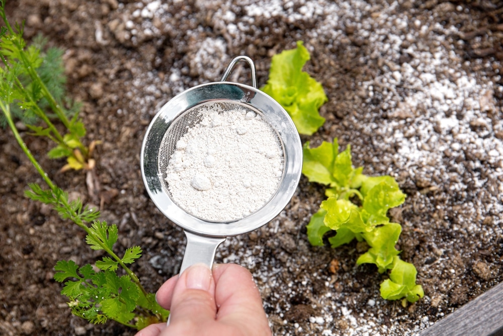 Garden Hack: 5 Genius Ways to Use Baking Soda for Healthier Plants and Fewer Pests