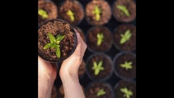 Brown Thumb? These Plants Are Practically Impossible to Kill!