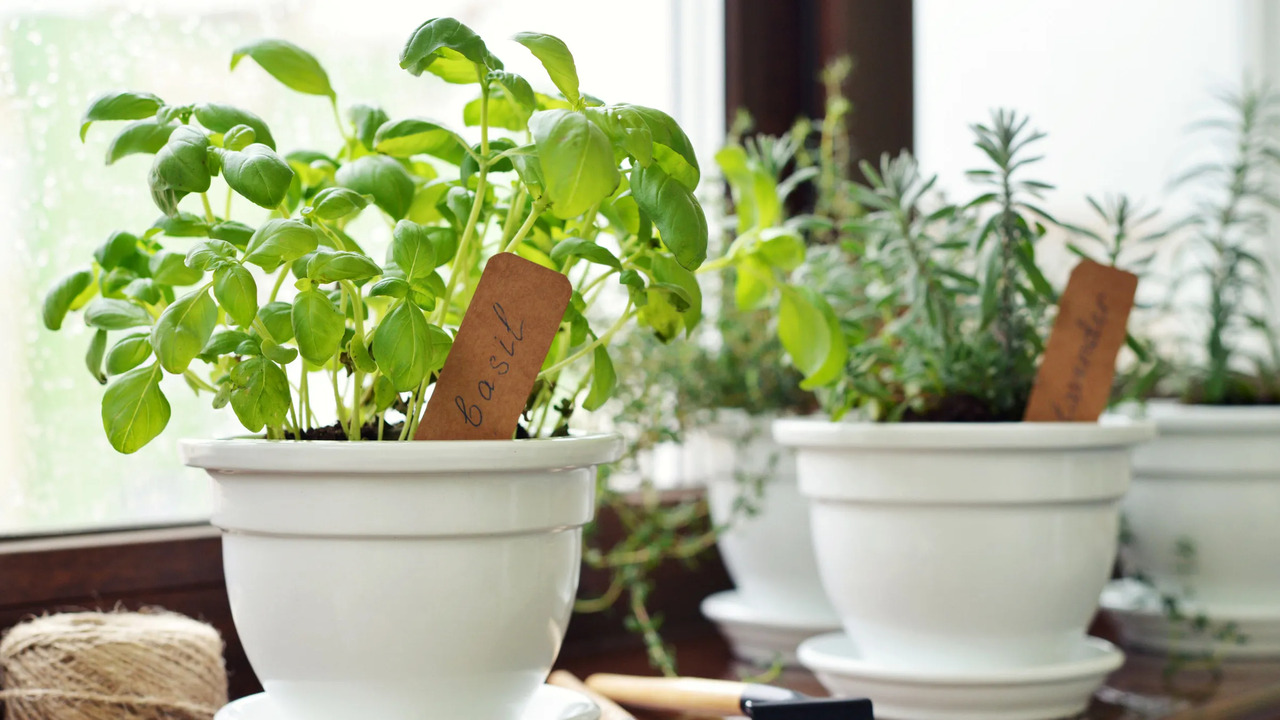 Growing a Kitchen Herb Garden Is Easier Than You Think – Even in Indian Flats