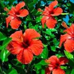 Plant This in Your Garden to Please Goddess Durga This Navratri!