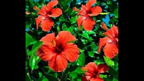 Plant This in Your Garden to Please Goddess Durga This Navratri!