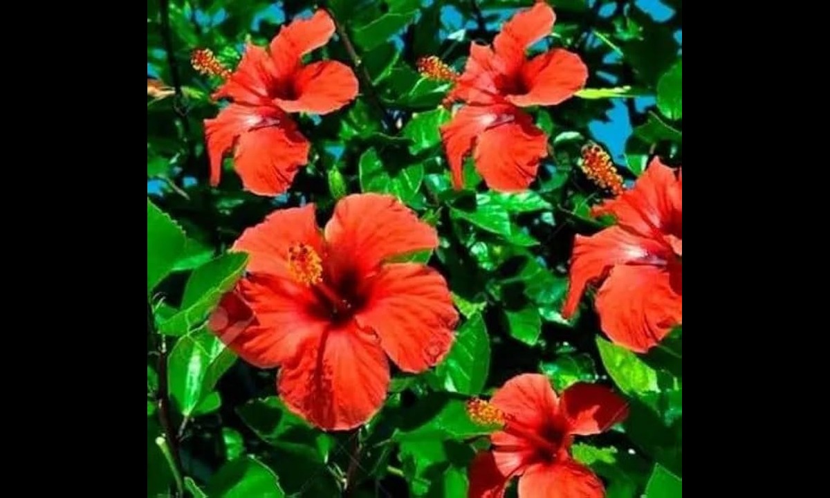 Plant This in Your Garden to Please Goddess Durga This Navratri!