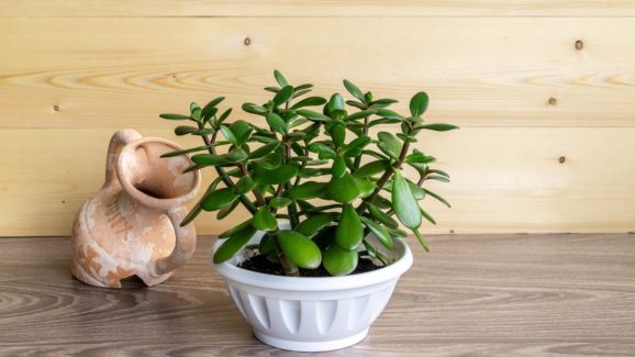 Are Jade Plants Really Good for Your Home? Here’s What You Need to Know Before Buying One